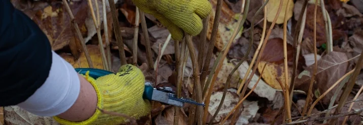 Person schneidet Pflanze mit Gartenschere